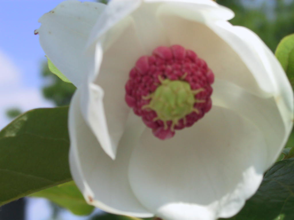 Magnolia sieboldii 02 unscharf.jpg